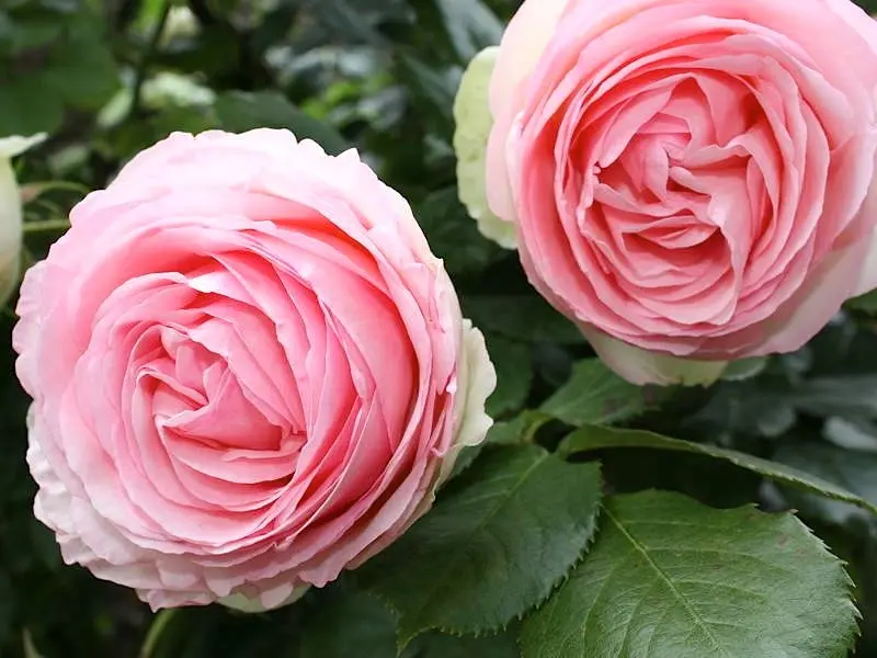 Rosa Pierre de Ronsard - French popular variety