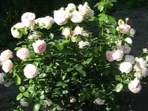 Rosa Pierre de Ronsard - French popular variety