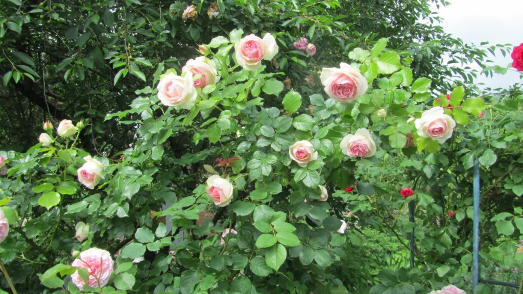 Rosa Pierre de Ronsard - French popular variety