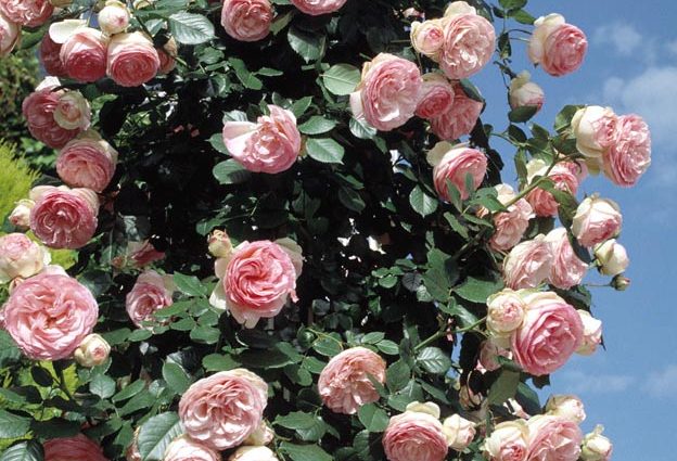 Rosa Pierre de Ronsard &#8211; French popular variety