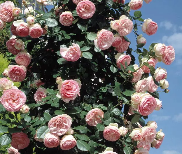 Rosa Pierre de Ronsard &#8211; French popular variety