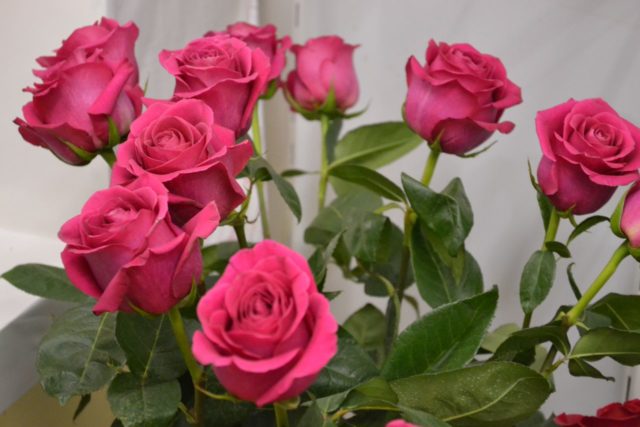 Rosa Pink Floyd (Pink Floyd): description of the variety of pink color, photo