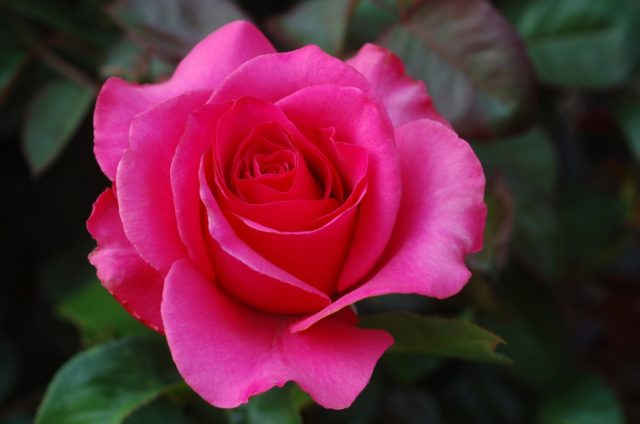 Rosa Pink Floyd (Pink Floyd): description of the variety of pink color, photo