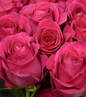 Rosa Pink Floyd (Pink Floyd): description of the variety of pink color, photo