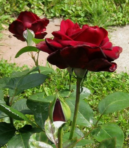 Rosa Schwarze Madonna (Madonna): photo and description, reviews