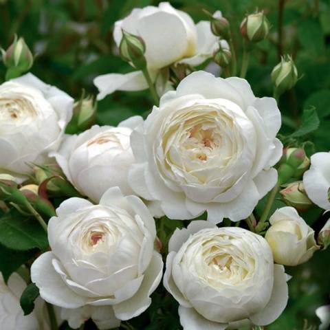 Rosa Shrub Claire Austin: planting and care