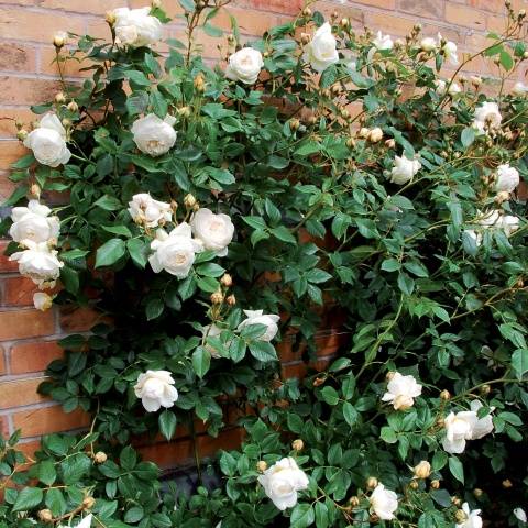 Rosa Shrub Claire Austin: planting and care