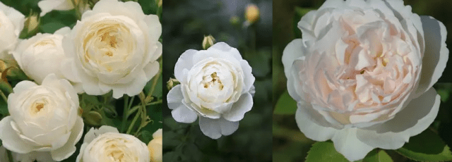 Rosa Shrub Claire Austin: planting and care