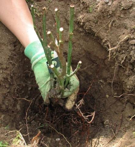 Rosa Shrub Claire Austin: planting and care