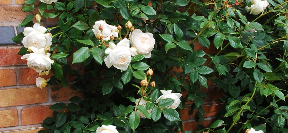 Rosa Shrub Claire Austin: planting and care