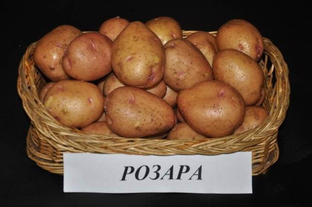 Rosara potato