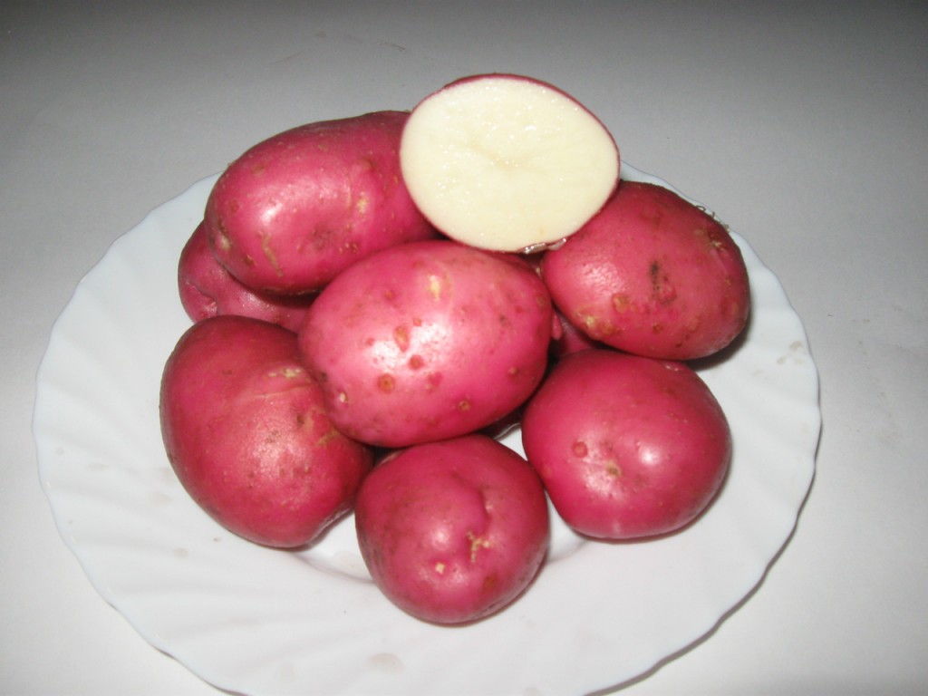 Rosara potatoes: variety description with photo