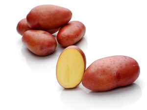 Rosara potatoes: variety description with photo