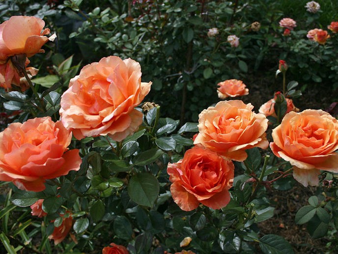 Rose Ashram (Ashram): description, pros and cons of the variety, reviews of gardeners + planting, care and use in garden design