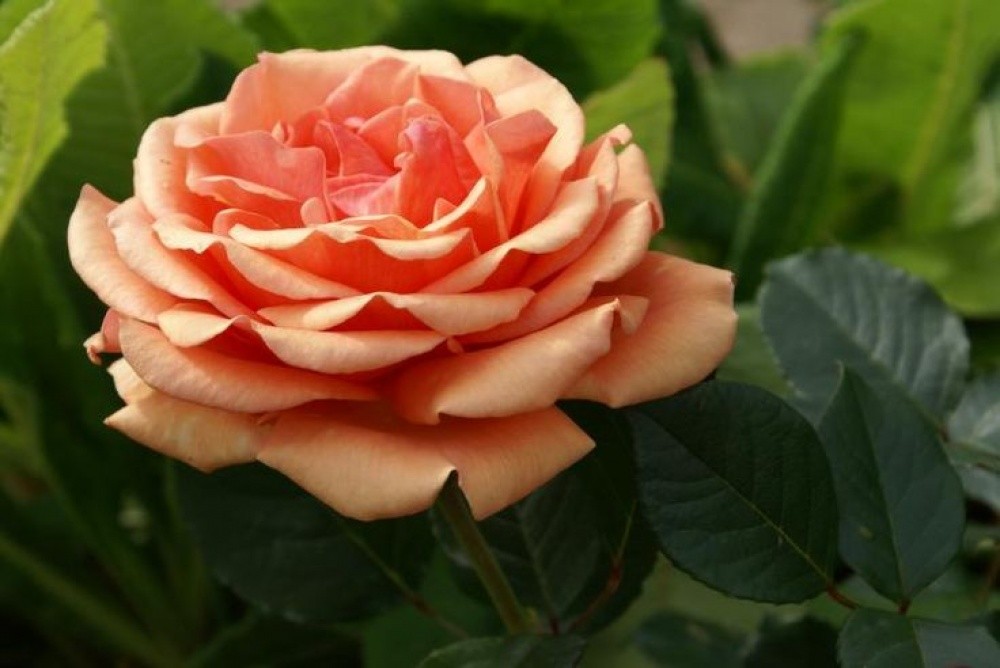 Rose Ashram (Ashram): description, pros and cons of the variety, reviews of gardeners + planting, care and use in garden design