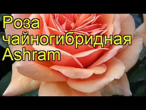 Rose Ashram (Ashram): description, pros and cons of the variety, reviews of gardeners + planting, care and use in garden design