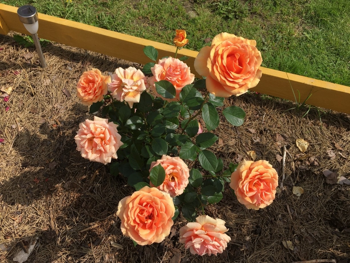 Rose Ashram (Ashram): description, pros and cons of the variety, reviews of gardeners + planting, care and use in garden design