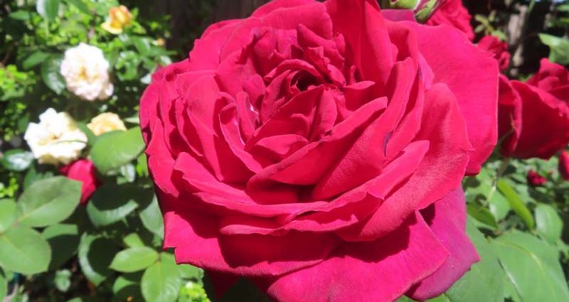 Rose Ashram (Ashram): description, pros and cons of the variety, reviews of gardeners + planting, care and use in garden design