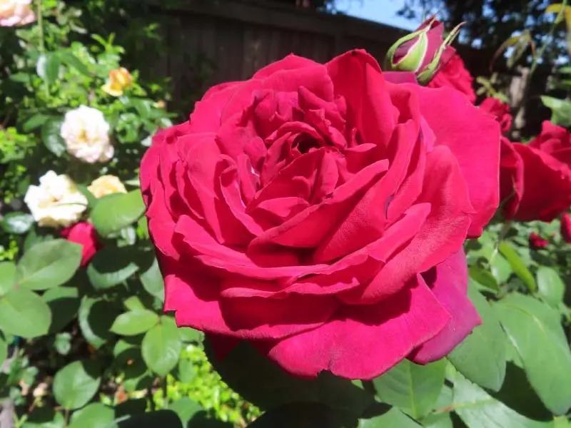 Rose Ashram (Ashram): description, pros and cons of the variety, reviews of gardeners + planting, care and use in garden design