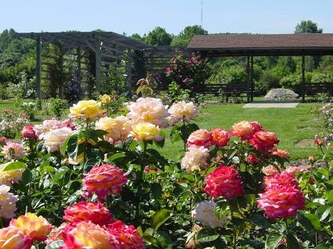 Rose Bella Rosa - an amazing representative of the floribunda class