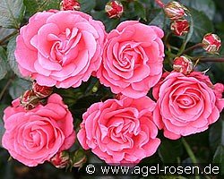 Rose &#8220;Bella Rosa&#8221; &#8211; an amazing representative of the floribunda class