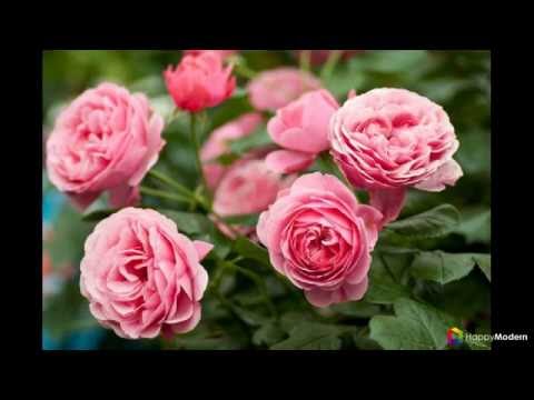 Rose care in autumn: step by step preparation for winter