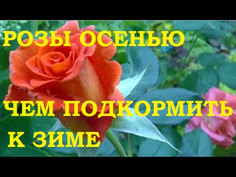 Rose care in autumn: step by step preparation for winter