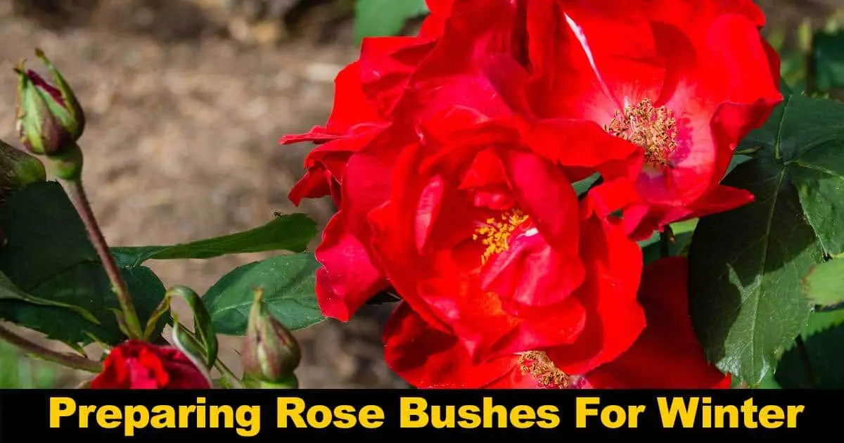 Rose care in autumn: step by step preparation for winter