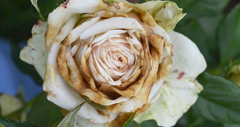 Rose &#8211; causes and symptoms. How is a rose treated?