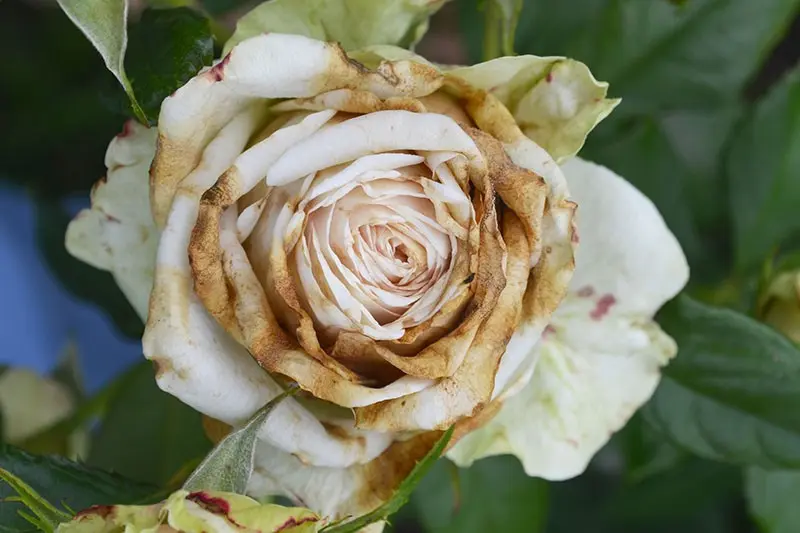 Rose &#8211; causes and symptoms. How is a rose treated?