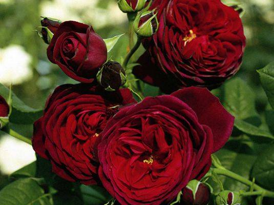 Rose Climbing Black Queen (Black queen)