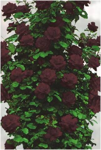 Rose Climbing Black Queen (Black queen)