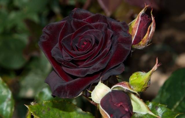 Rose Climbing Black Queen (Black queen)