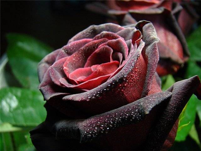 Rose Climbing Black Queen (Black queen)