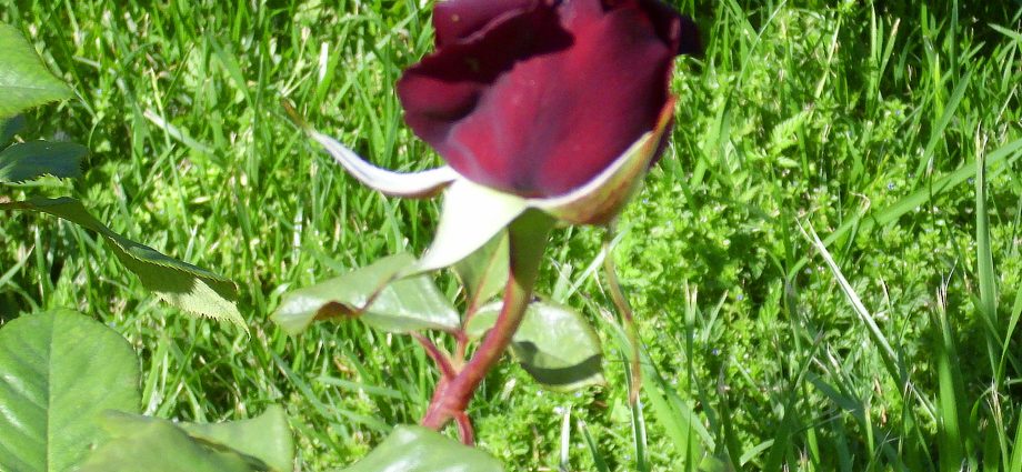 Rose Climbing Black Queen (Black queen)