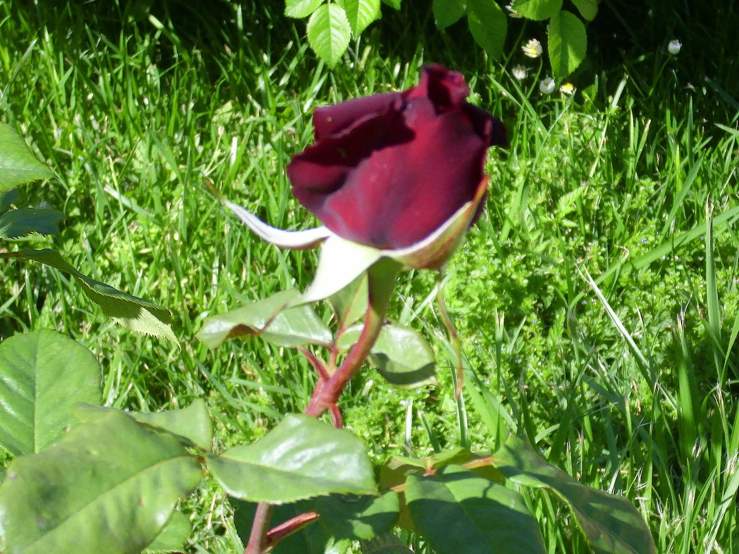 Rose Climbing Black Queen (Black queen)