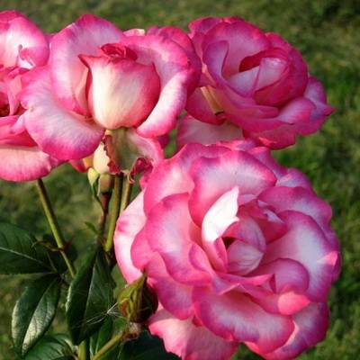 Rose climbing Hendel: description, planting and care