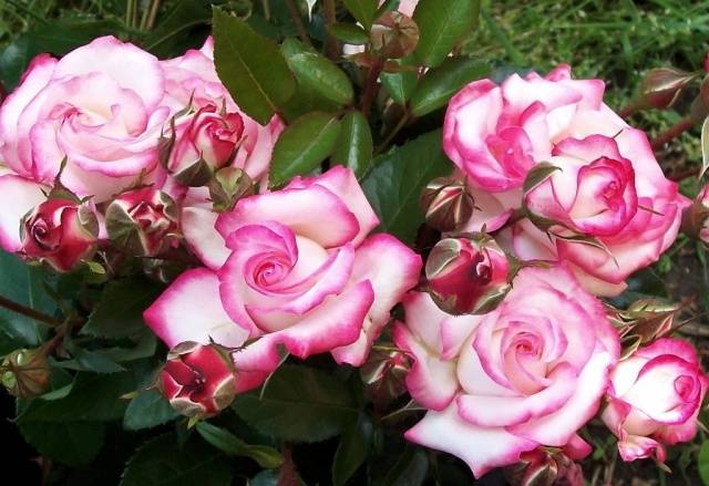 Rose climbing Hendel: description, planting and care