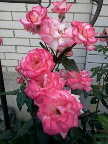 Rose climbing Hendel: description, planting and care