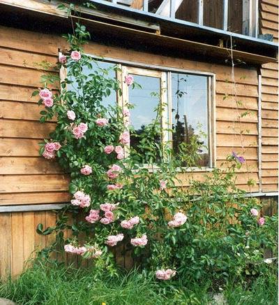 Rose climbing Hendel: description, planting and care