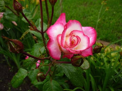 Rose climbing Hendel: description, planting and care