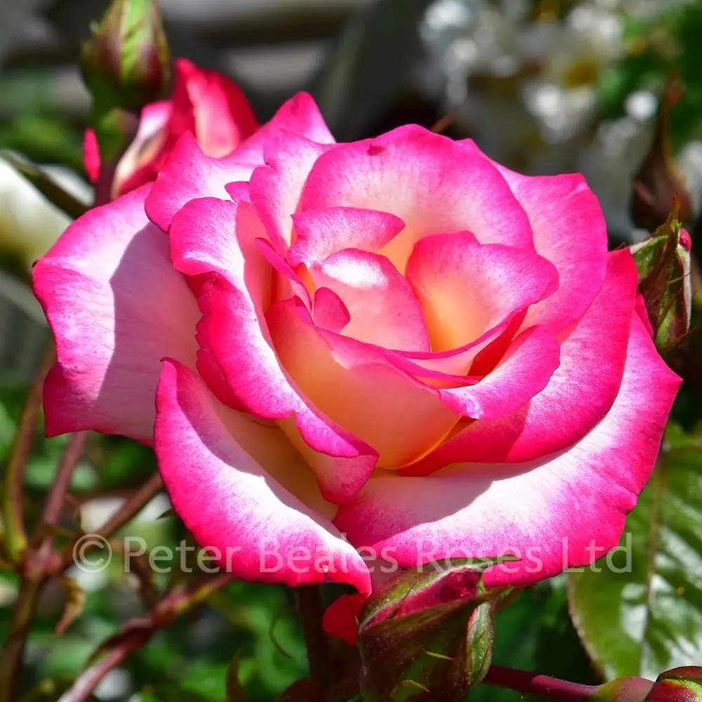 Rose climbing Hendel: description, planting and care