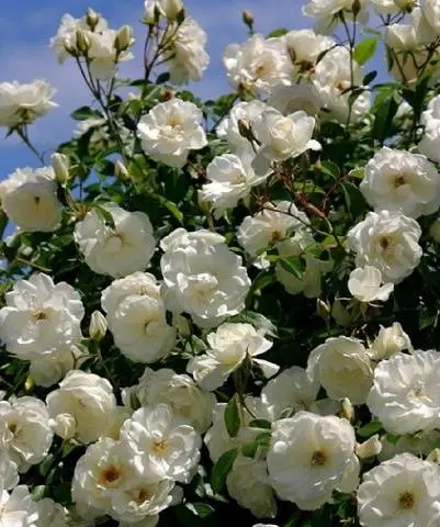 Rose Climbing Iceberg: Planting and Care 