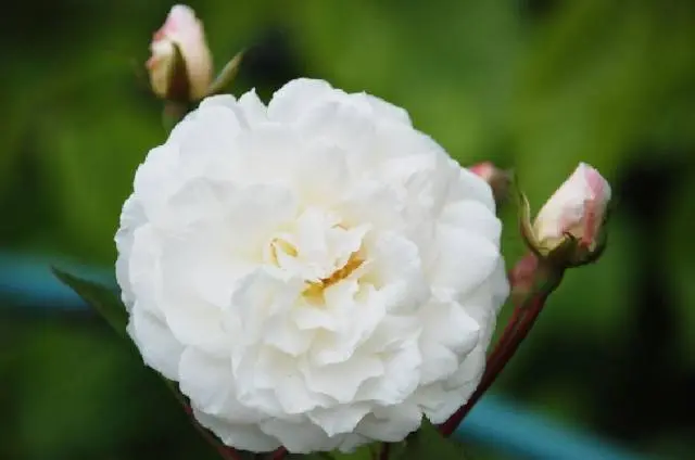 Rose Climbing Iceberg: Planting and Care 