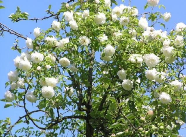 Rose Climbing Iceberg: Planting and Care 