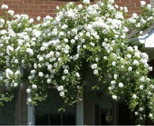 Rose Climbing Iceberg: Planting and Care 