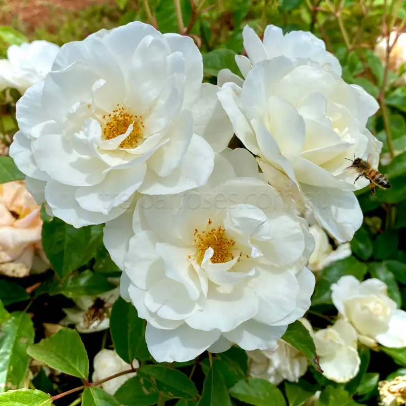 Rose Climbing Iceberg: Planting and Care 