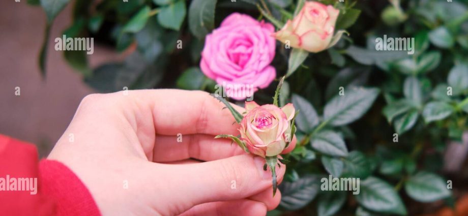 Rose Cordana &#8211; a beautiful miniature flower