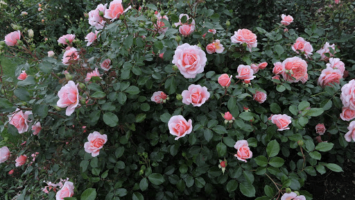 Rose Elizabeth Stuart (Elizabeth Stuart): variety description, photo