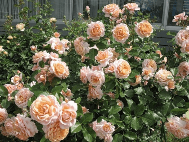 Rose Elizabeth Stuart (Elizabeth Stuart): variety description, photo